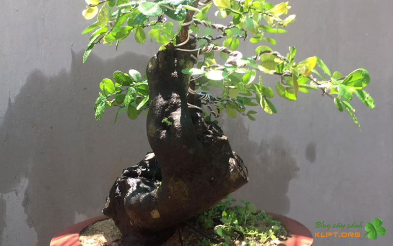 gia-tri-cua-tram-thi-nho-noi-trong-nghe-thuat-bonsai-klpt