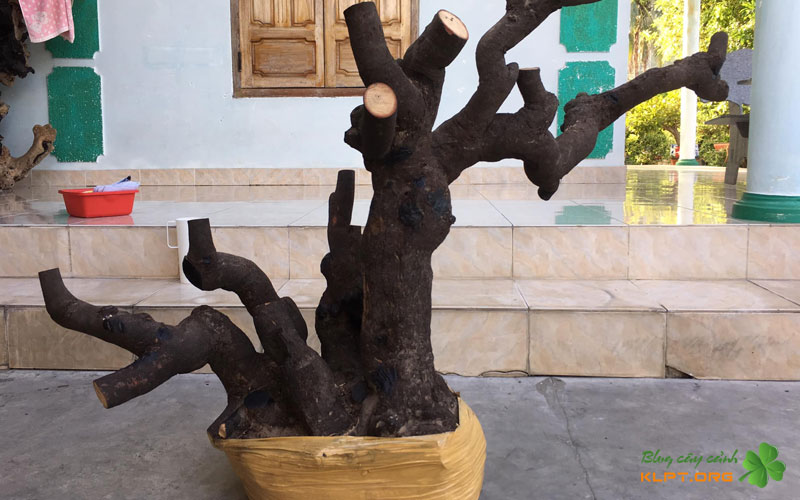 ky-thuat-cham-soc-cay-tram-thi-nho-noi-klpt