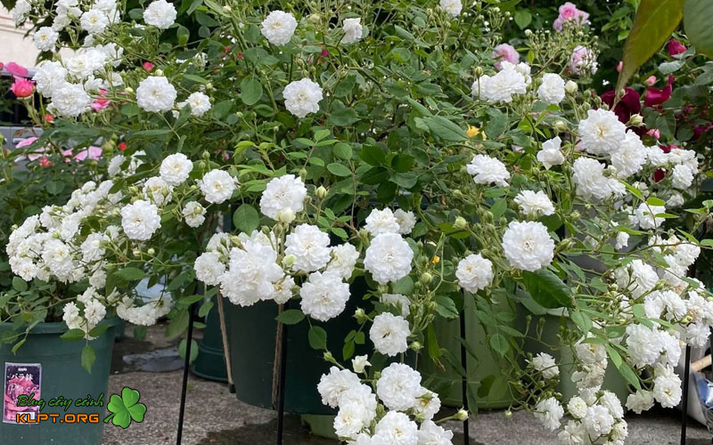 nen-chon-hoa-hong-bach-nhai-hay-bach-tra-klpt