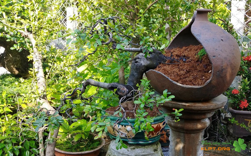 nguon-goc-va-dac-diem-nhan-dien-cua-cay-tram-thi-nho-noi-1-klpt