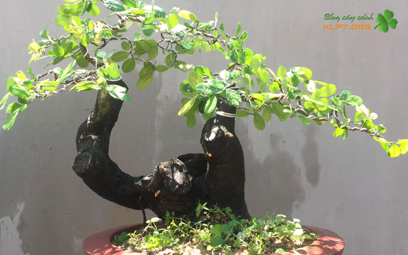 nguon-goc-va-dac-diem-nhan-dien-cua-cay-tram-thi-nho-noi-klpt