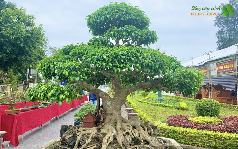 nhung-luu-y-vang-sau-khi-ghep-klpt