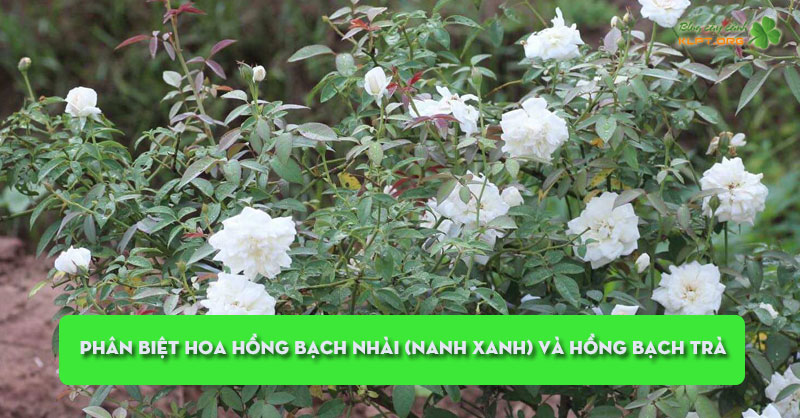 phan-biet-hoa-hong-bach-nhai-nanh-xanh-va-hong-bach-tra-klpt