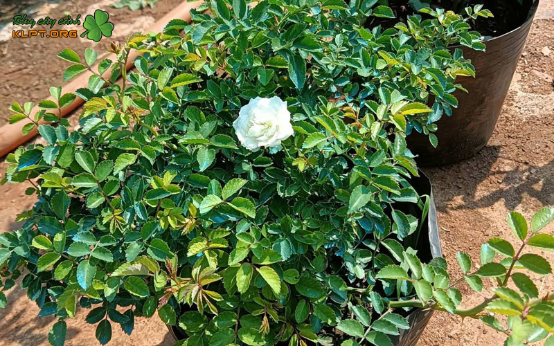 phan-biet-hoa-hong-bach-nhai-va-bach-tra-qua-dac-diem-1-klpt