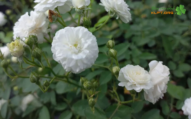 phan-biet-hoa-hong-bach-nhai-va-bach-tra-qua-dac-diem-klpt