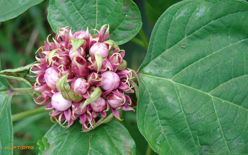 y-nghia-cua-cay-ngoc-nu-thom-klpt