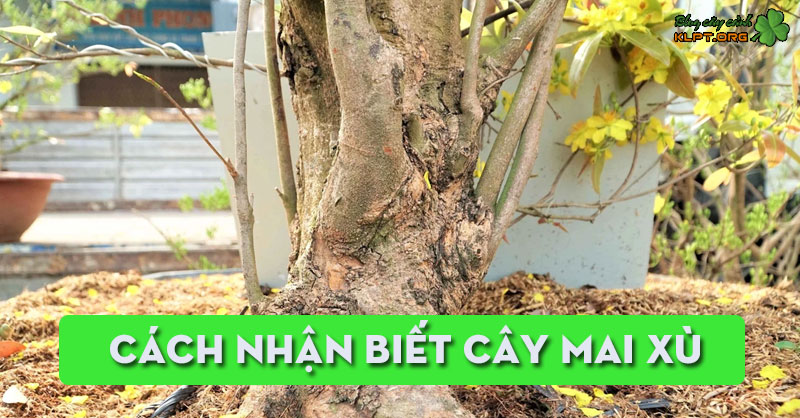 cach-nhan-biet-cay-mai-xu-3-klpt