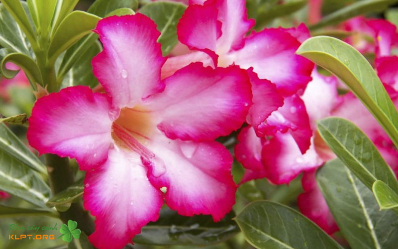 dac-diem-hinh-thai-noi-bat-1-klpt