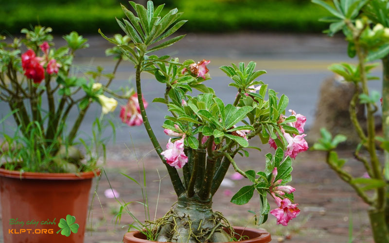 dac-diem-hinh-thai-noi-bat-klpt