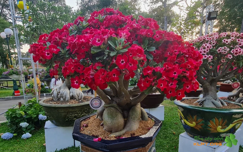 gia-tri-nghe-thuat-trong-tao-hinh-bonsai-klpt
