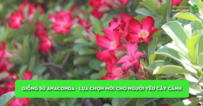 giong-su-anaconda-lua-chon-moi-cho-nguoi-yeu-cay-canh-klpt