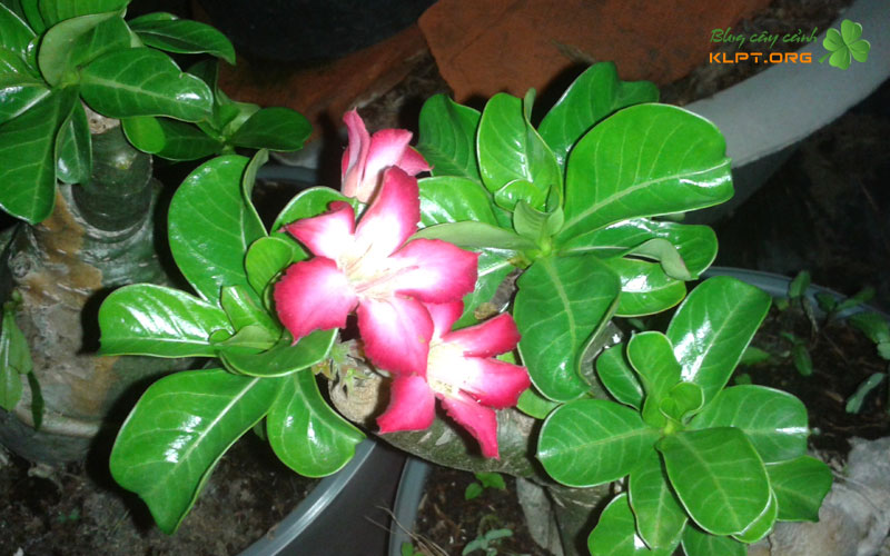 ky-thuat-trong-va-cham-soc-co-ban-1-klpt