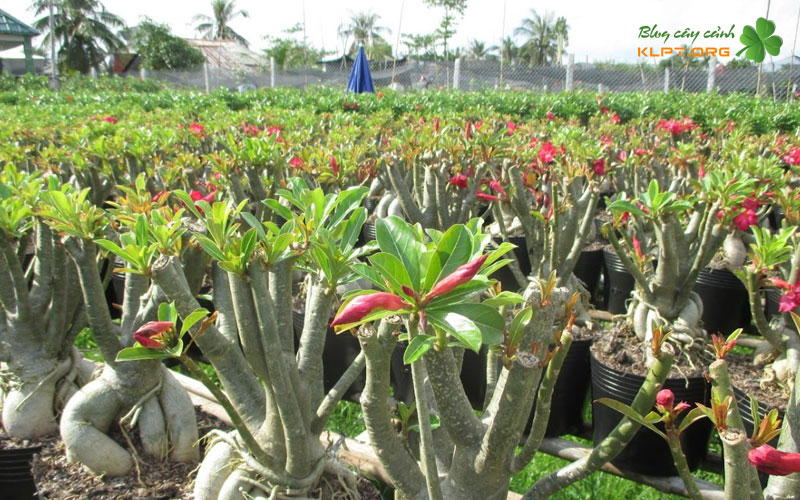 ky-thuat-trong-va-cham-soc-co-ban-klpt