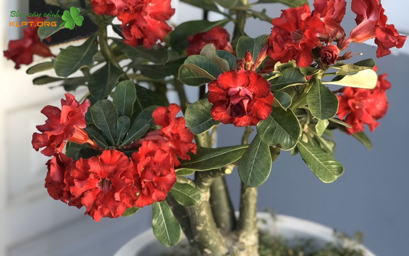 nguon-goc-va-y-nghia-ten-goi-klpt