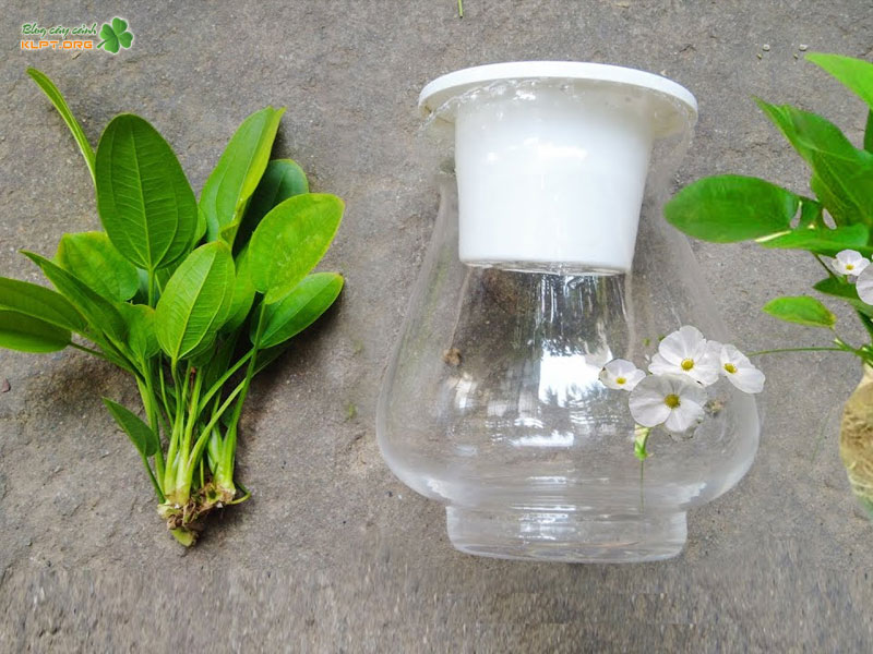 cach-cham-soc-cay-bach-thuy-tien-hieu-qua-klpt