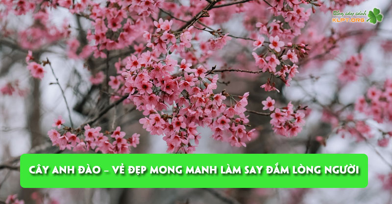 cay-anh-dao-ve-dep-mong-manh-lam-say-dam-long-nguoi-klpt