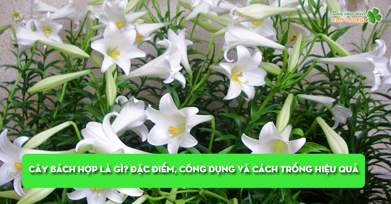 cay-bach-hop-la-gi-dac-diem-cong-dung-va-cach-trong-hieu-qua-klpt