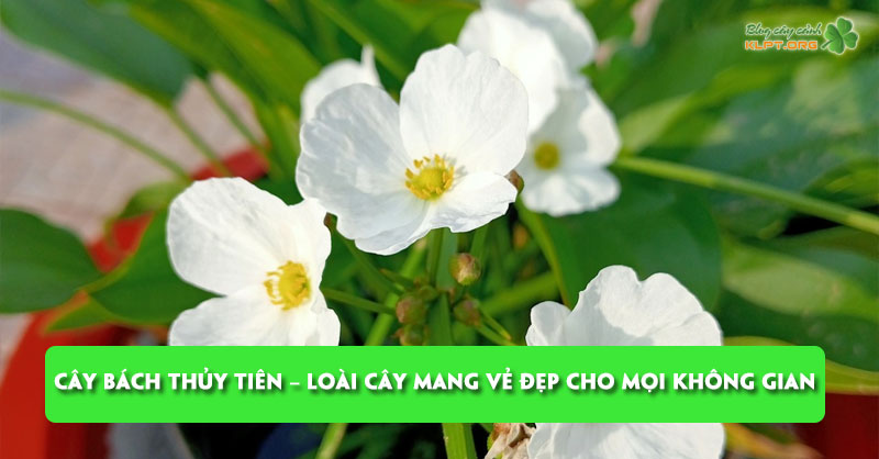cay-bach-thuy-tien-loai-cay-mang-ve-dep-cho-moi-khong-gian-klpt
