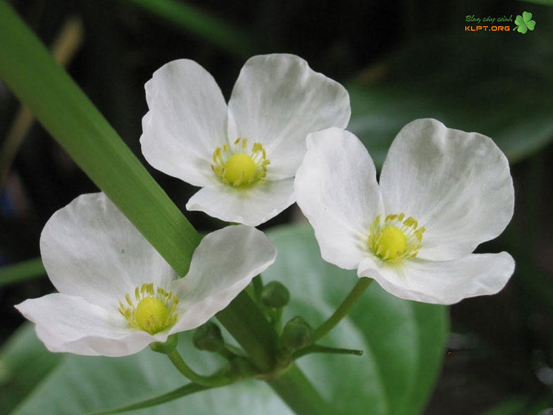 cay-bach-thuy-tien-phu-hop-voi-nhung-khong-gian-nao-klpt