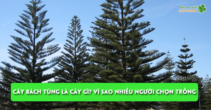 cay-bach-tung-la-cay-gi-vi-sao-nhieu-nguoi-chon-trong-hien-nay-klpt