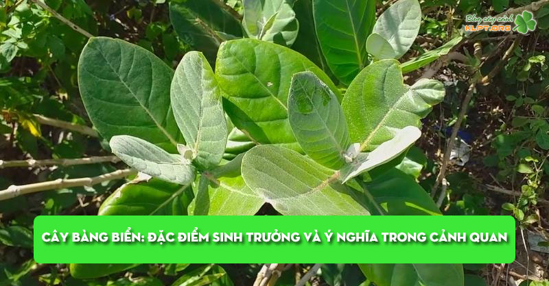 cay-bang-bien-dac-diem-sinh-truong-va-y-nghia-trong-canh-quan-klpt
