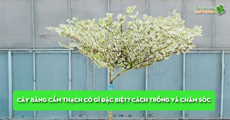 cay-bang-cam-thach-co-gi-dac-biet-cach-trong-va-cham-soc-chi-tiet-klpt