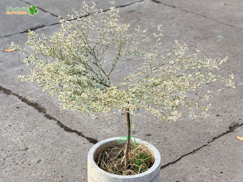 dac-diem-noi-bat-cua-cay-bang-cam-thach-klpt