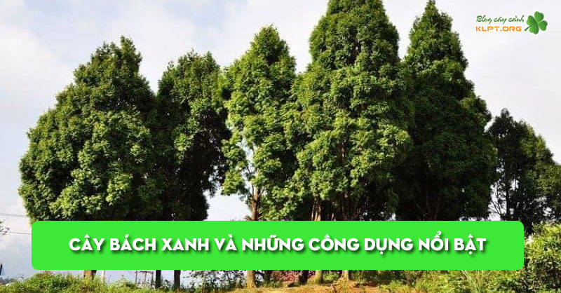 tim-hieu-ve-cay-bach-xanh-va-nhung-cong-dung-noi-bat-klpt