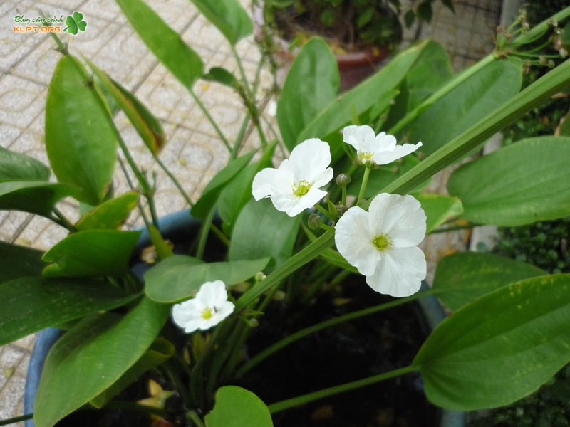 vi-sao-nhieu-nguoi-lua-chon-cay-bach-thuy-tien-klpt