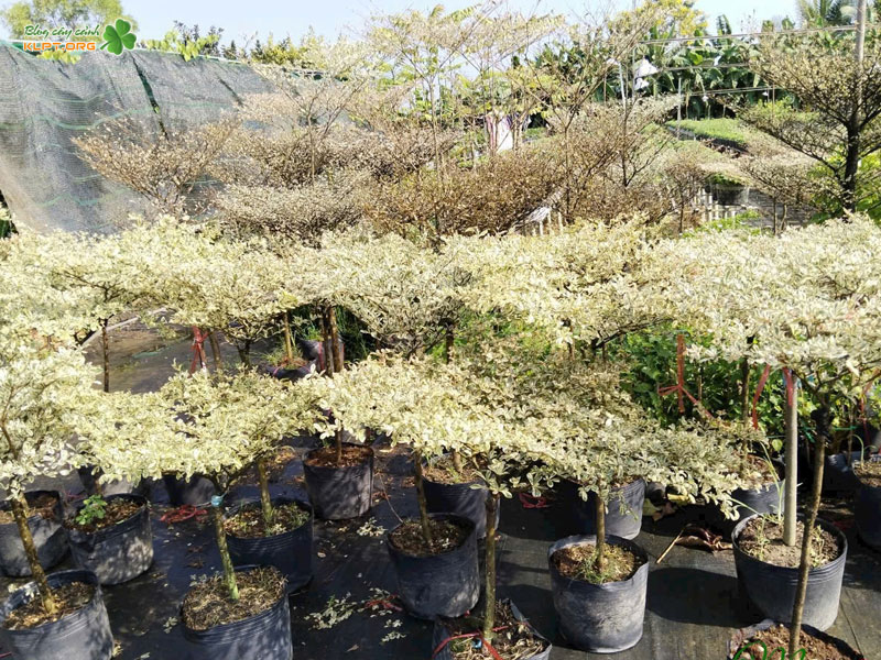 y-nghia-va-ung-dung-trong-doi-song-klpt