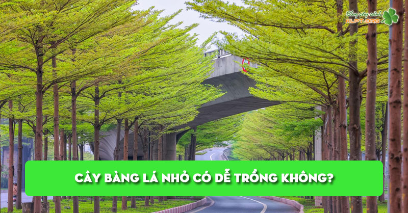 cay-bang-la-nho-co-de-trong-khong-huong-dan-cham-soc-tu-a-z-klpt