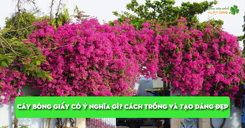 cay-bong-giay-co-y-nghia-gi-cach-trong-va-tao-dang-dep-klpt