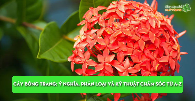 cay-bong-trang-y-nghia-phan-loai-va-ky-thuat-cham-soc-tu-a-z-klpt