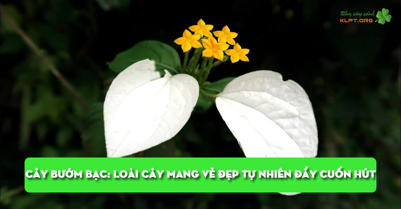 cay-buom-bac-loai-cay-mang-ve-dep-tu-nhien-day-cuon-hut-klpt