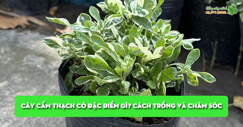 cay-cam-thach-co-dac-diem-gi-cach-trong-va-cham-soc-dung-cach-klpt