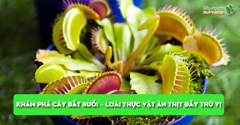 kham-pha-cay-bat-ruoi-loai-thuc-vat-an-thit-day-thu-vi-klpt