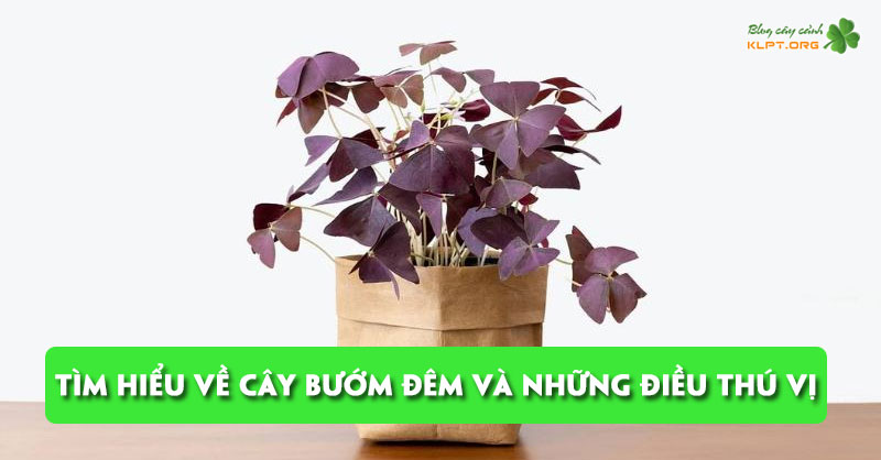 tim-hieu-ve-cay-buom-dem-va-nhung-dieu-thu-vi-ma-ban-nen-biet-klpt