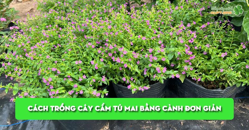 cach-trong-cay-cam-tu-mai-bang-canh-don-gian-ty-le-song-cao-klpt