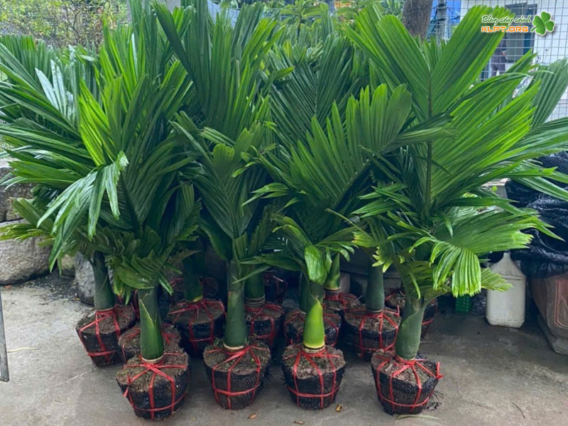cach-trong-cay-cau-lun-dung-ky-thuat-klpt