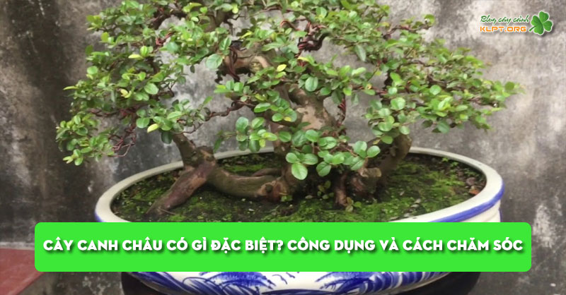 cay-canh-chau-co-gi-dac-biet-cong-dung-va-cach-cham-soc-klpt