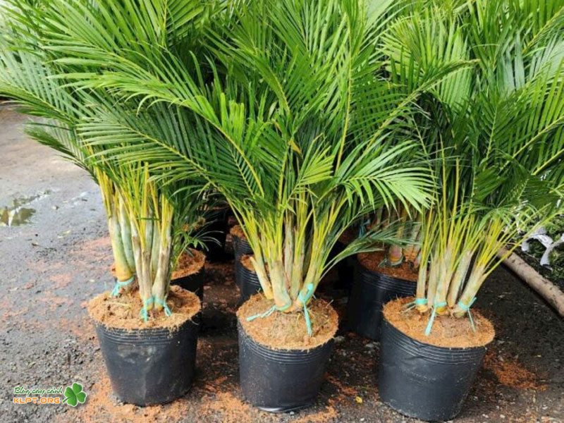 cay-cau-kieng-co-cong-dung-gi-klpt
