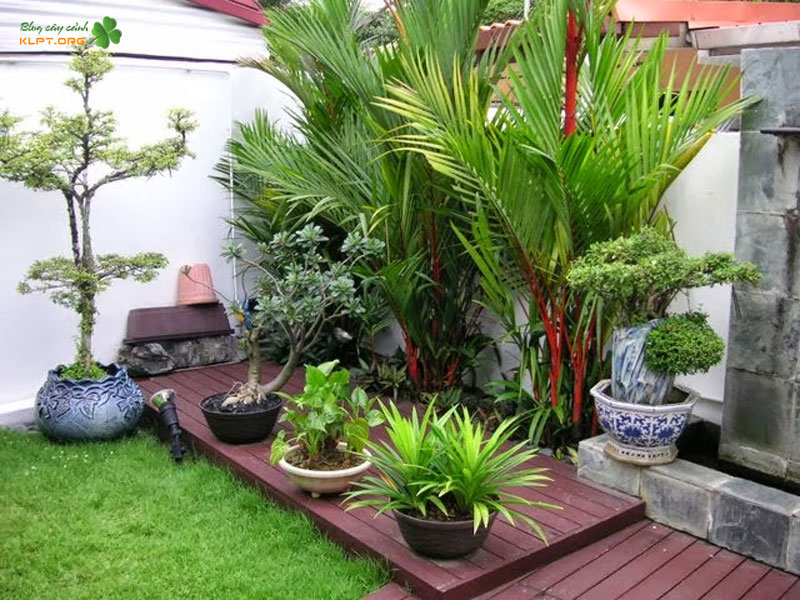 cay-cau-kieng-co-nhung-loai-nao-klpt