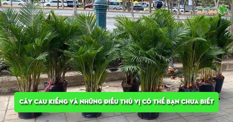 cay-cau-kieng-va-nhung-dieu-thu-vi-co-the-ban-chua-biet-klpt