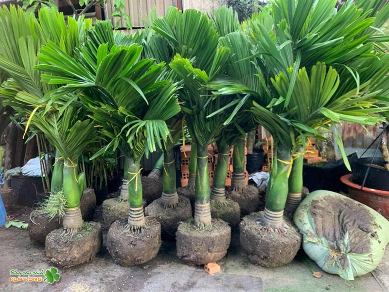 cay-cau-lun-co-y-nghia-phong-thuy-gi-klpt