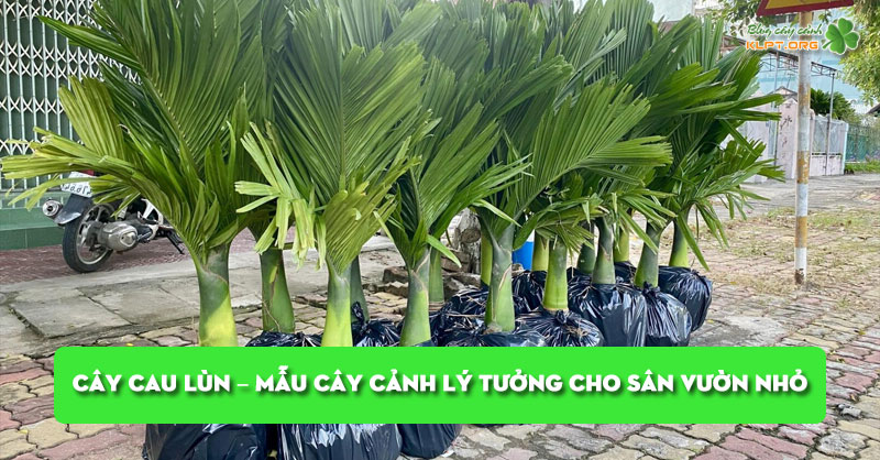 cay-cau-lun-mau-cay-canh-ly-tuong-cho-san-vuon-nho-klpt