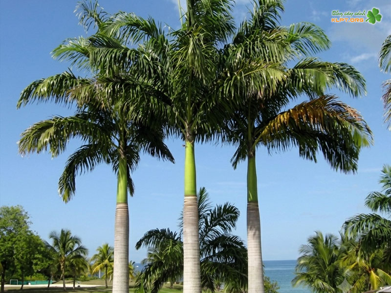 cay-cau-vua-mang-y-nghia-phong-thuy-gi-klpt