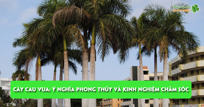 cay-cau-vua-y-nghia-phong-thuy-va-kinh-nghiem-cham-soc-klpt