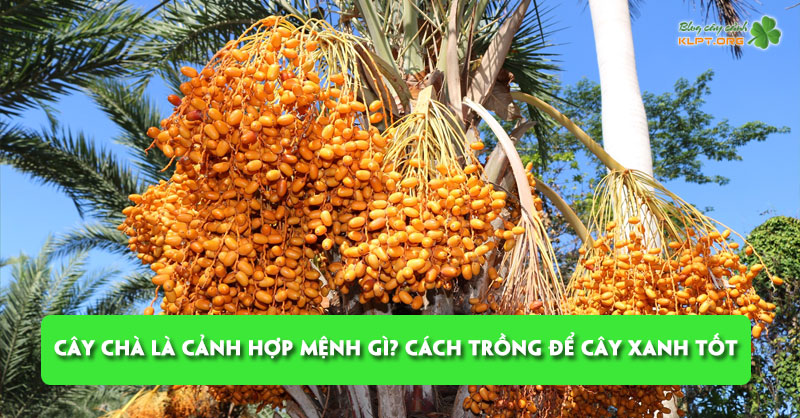 cay-cha-la-canh-hop-menh-gi-cach-trong-de-cay-luon-xanh-tot-klpt