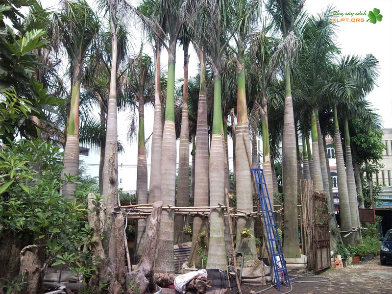 dac-diem-nhan-biet-cay-cau-vua-klpt