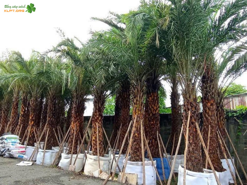 y-nghia-phong-thuy-cua-cay-cha-la-canh-klpt